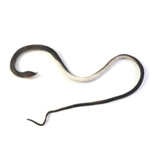 Rubber Snake